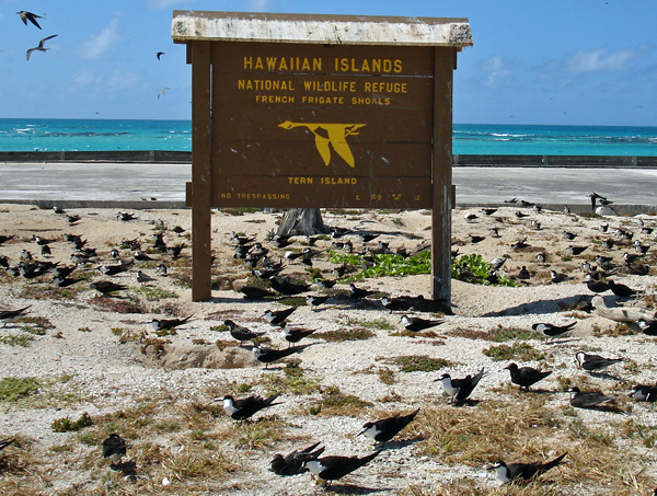 Tern Island in the French Frigate Shoals