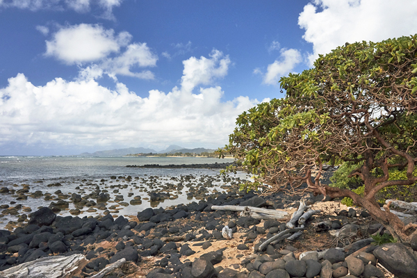 Anahola Beach Rocks and Trees