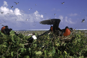 Johnston Island National Wildlife Refuge