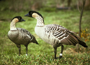 Nene of Hawaii