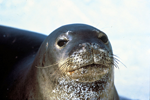 Hawaiian Monk Seal