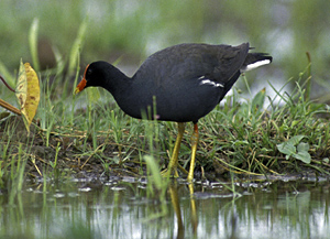 Hawaiian Moor Hen