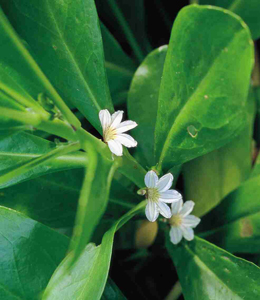 Naupaka Flower