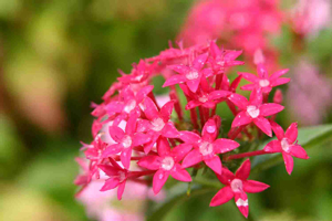 Pentas Flower