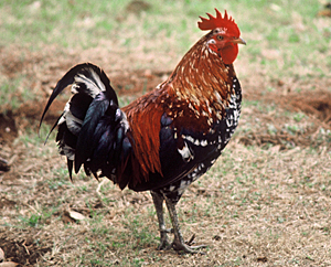 Red Jungle Fowl