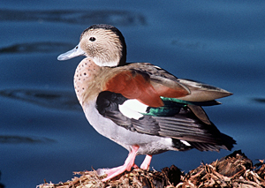 Ringed Teal