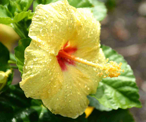 Yellow Hibiscus